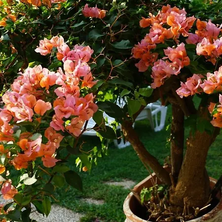 Bed & Breakfast Megna - Paradise Palermo