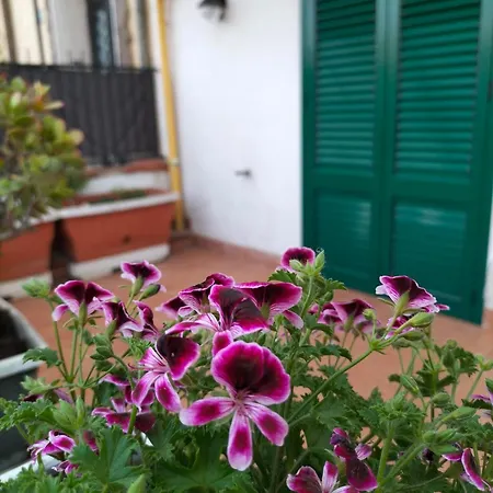 Ciuridda Mia Palermo