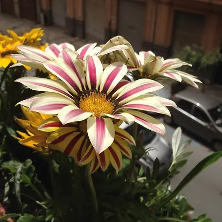 Frühstückspension Alba Palermo