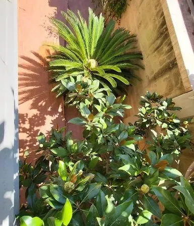 Rosa - Intera Proprieta * Palermo