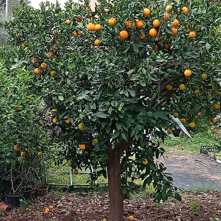 Giardino Delle Arance Luxury Frühstückspension