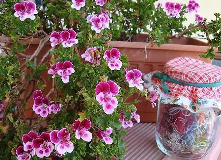 Nuovo Cortile לינה וארוחת בוקר פלרמו