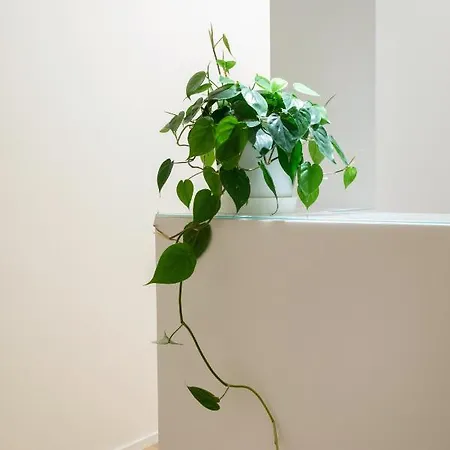 Mori's Guest house