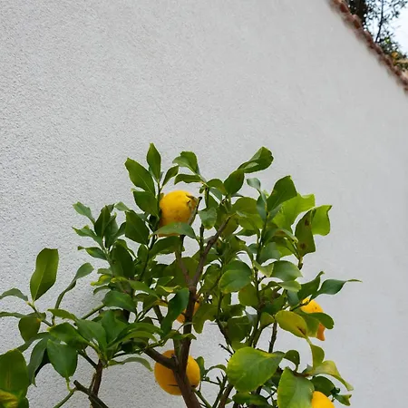 Appartement Cedros