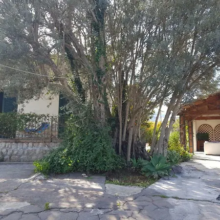 Serrano Palermo