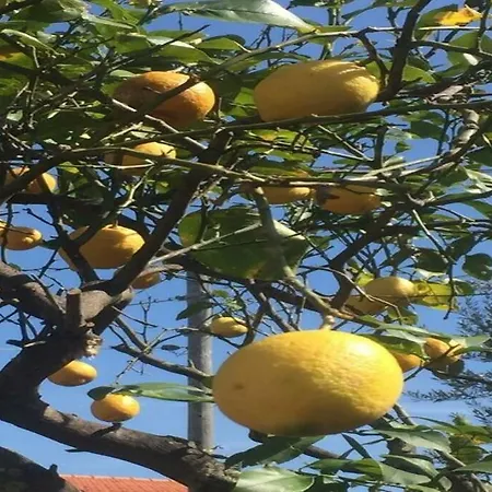 Serrano Palermo